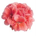 Afbeelding van Geranium Staand P12 Dolce Vita Emma